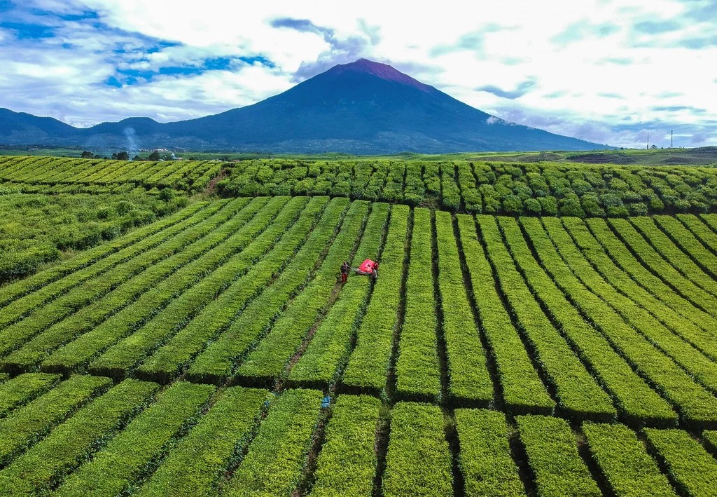 Kebun Teh Kayu Aro Kerinci - 2