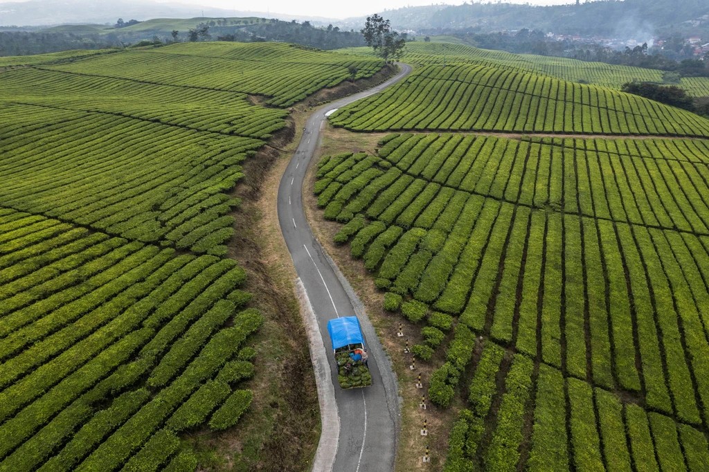 Kebun Teh Kayu Aro Kerinci