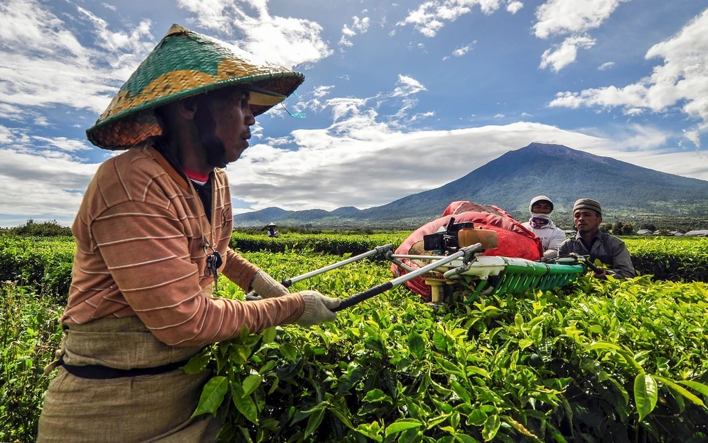 Kebun Teh Kayu Aro Kerinci - 3