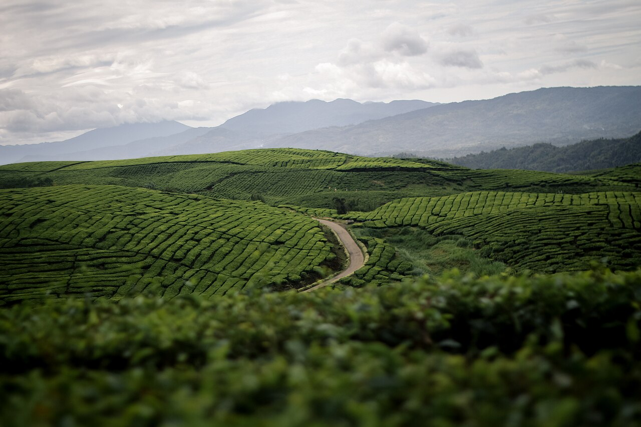 Kebun Teh Kayu Aro Kerinci - 4