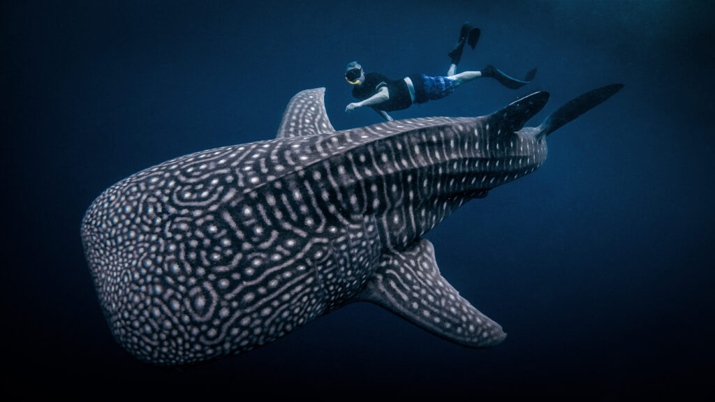 Whale Shark Teluk Saleh